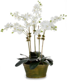 Diane James Phalaenopsis Orchid 5 Stem 33" x 33"