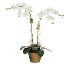 Diane James One Stem White Phalaenopsis Orchid Mossed Pot 30" x 32"