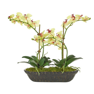 Orchid Phalaenopsis, Yellow, Wood Trough, 28wx11dx22h